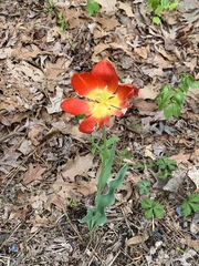 Tulipa gesneriana
