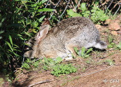 Sylvilagus audubonii