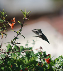 Calypte anna
