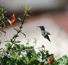 Calypte anna