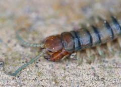 Scolopendra polymorpha