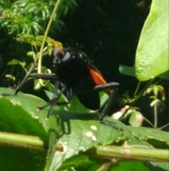 Protomydas rubidapex