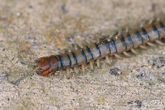 Scolopendra polymorpha