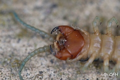 Scolopendra polymorpha