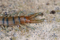 Scolopendra polymorpha