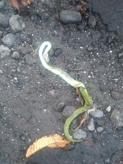 Trimeresurus insularis