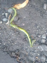 Trimeresurus insularis