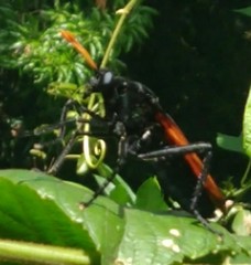 Protomydas rubidapex