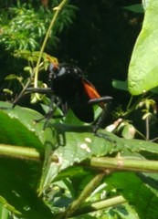 Protomydas rubidapex