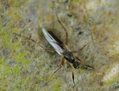 Tachydromiinae