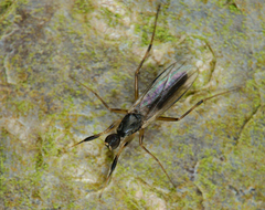 Tachydromiinae