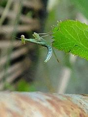Mantidae