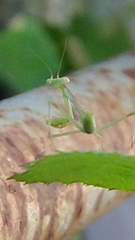 Mantidae