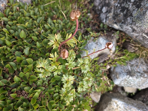Glacier Crowfoot