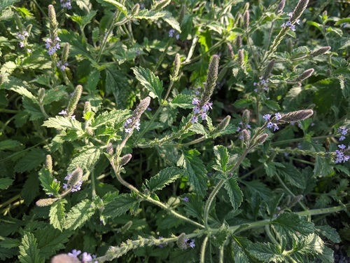 iNaturalist observation photo of western vervain