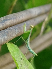 Mantidae