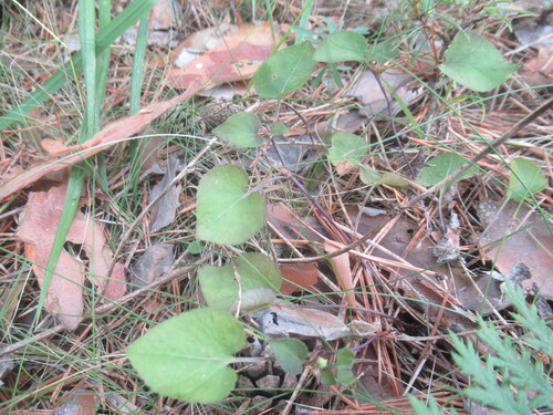 Viola rupestris, photograph 5