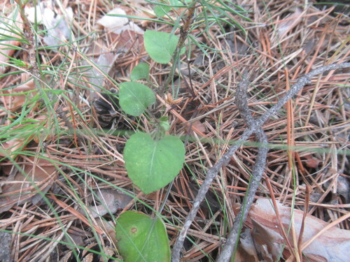 Viola rupestris, photograph 6