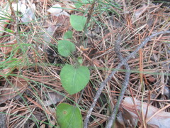Viola rupestris, photograph author not stated, no rights reserved