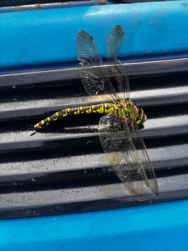 Southern Hawker