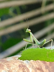 Mantidae