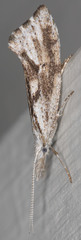 Euceratia securella