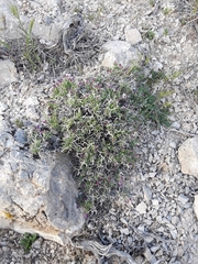 Rhinotropis subspinosa