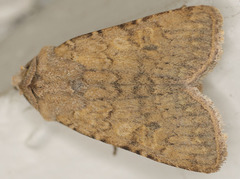 Homorthodes communis