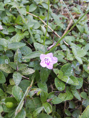 Ruellia repens