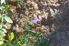 Phlox speciosa