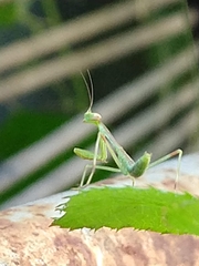 Mantidae