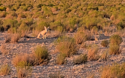 Kit Fox observed by badgeraz