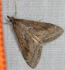 Pyrausta napaealis