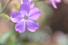 Phlox speciosa
