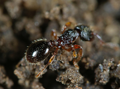 Myrmecina graminicola