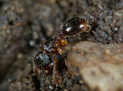 Myrmecina graminicola