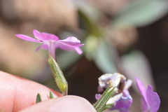 Phlox speciosa