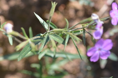 Phlox speciosa