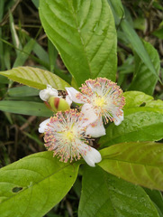 Tetracera indica