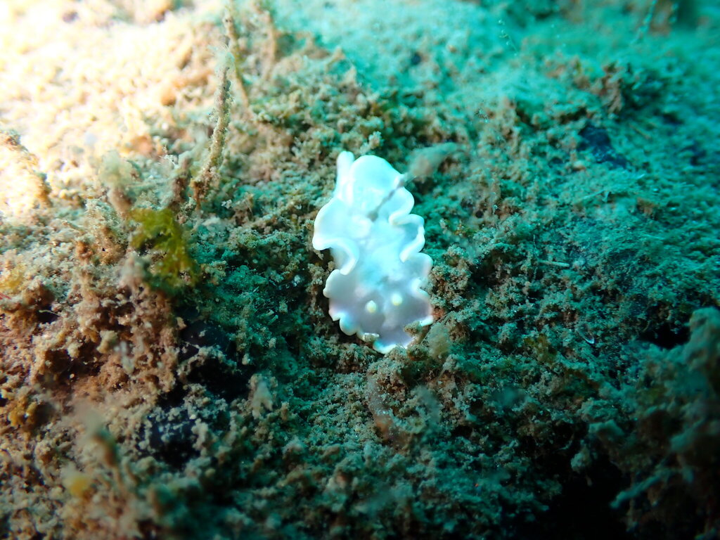 White Mantle Glossodoris