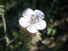 Phacelia cryptantha