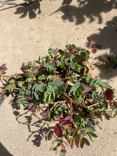 Euphorbia degeneri observed 2026-07-29