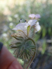 Phacelia cryptantha