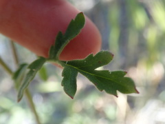 Phacelia cryptantha