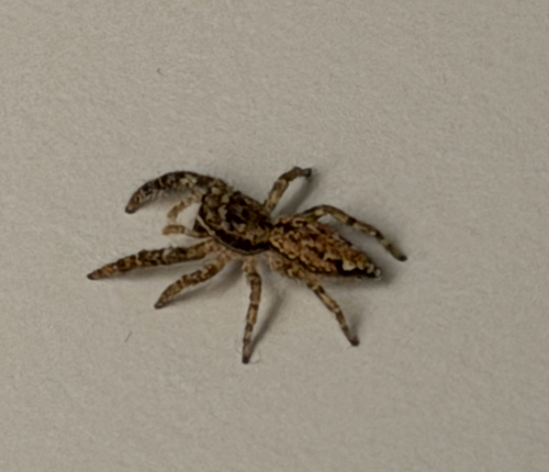 Rindenspringspinne
