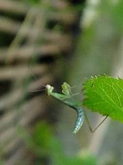 Mantidae