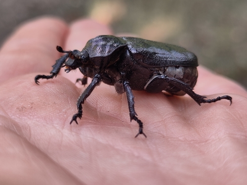 Osmoderma barnabita
