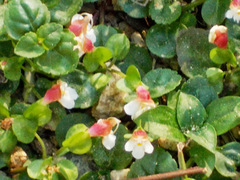 Torenia polygonoides