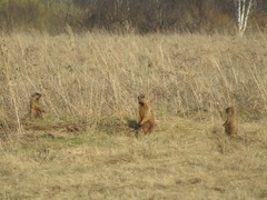 Marmota kastschenkoi