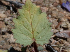 Phacelia campanularia vasiformis